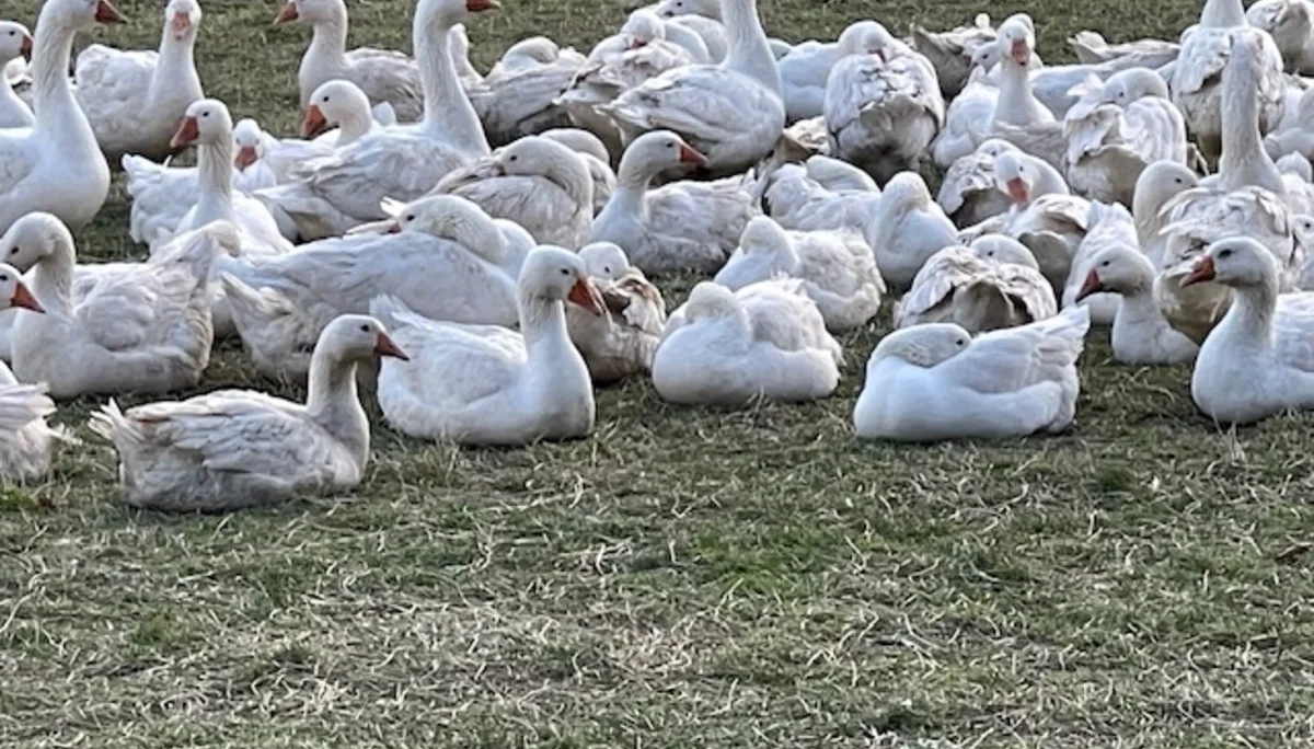 © Copyright: Sektion Treuchtlingen