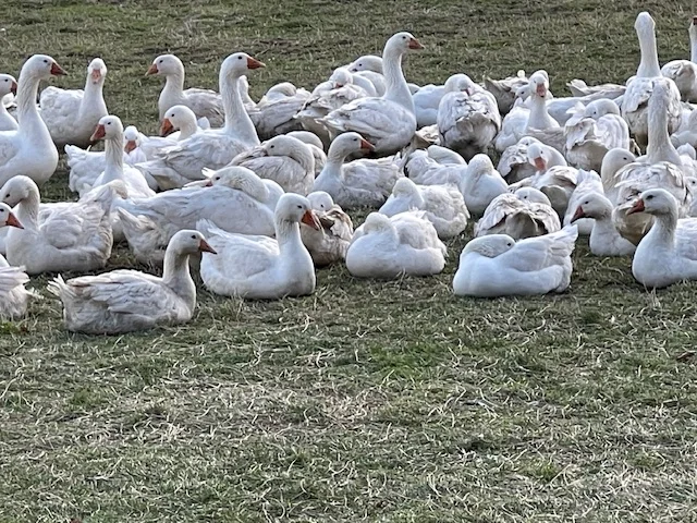 © Copyright: Sektion Treuchtlingen