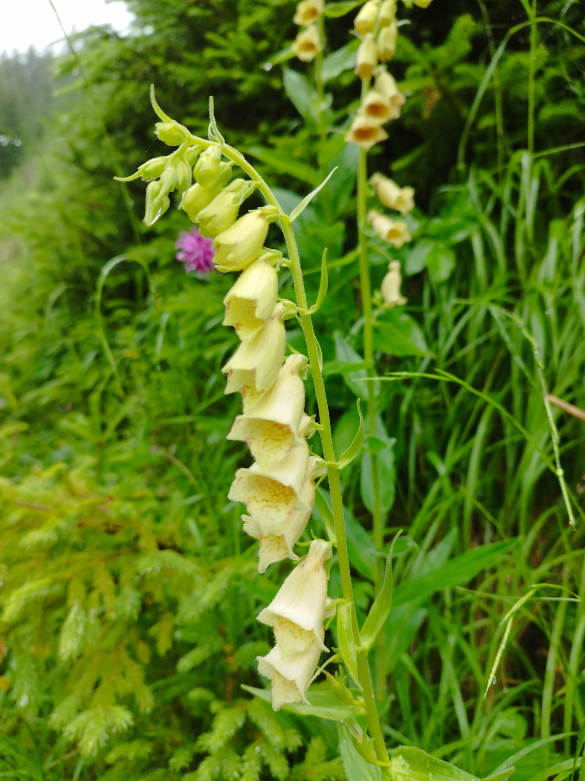 © Copyright: Sektion Treuchtlingen