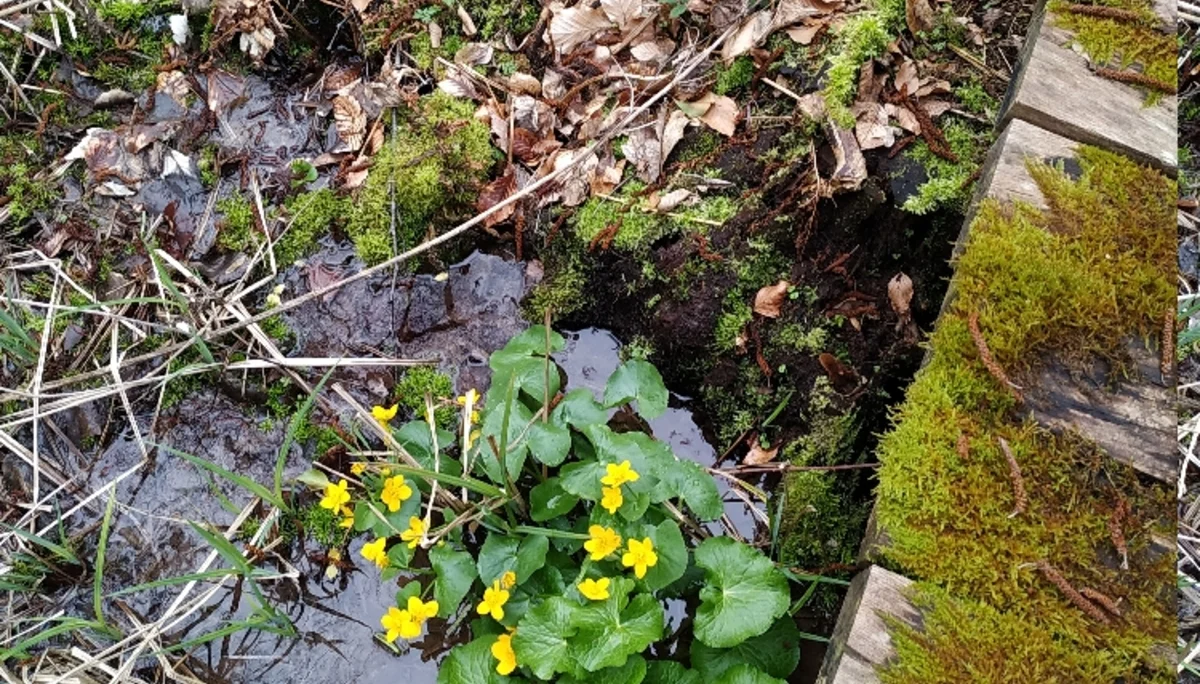 © Copyright: Sektion Treuchtlingen