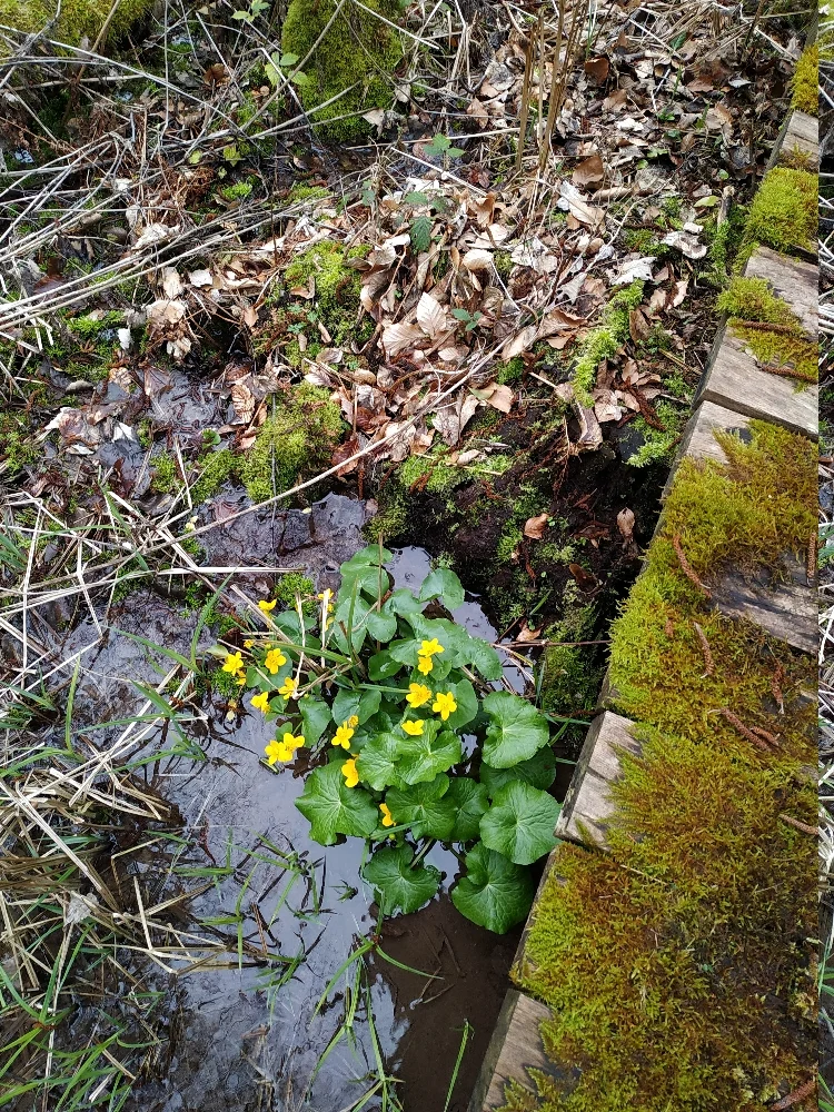 © Copyright: Sektion Treuchtlingen