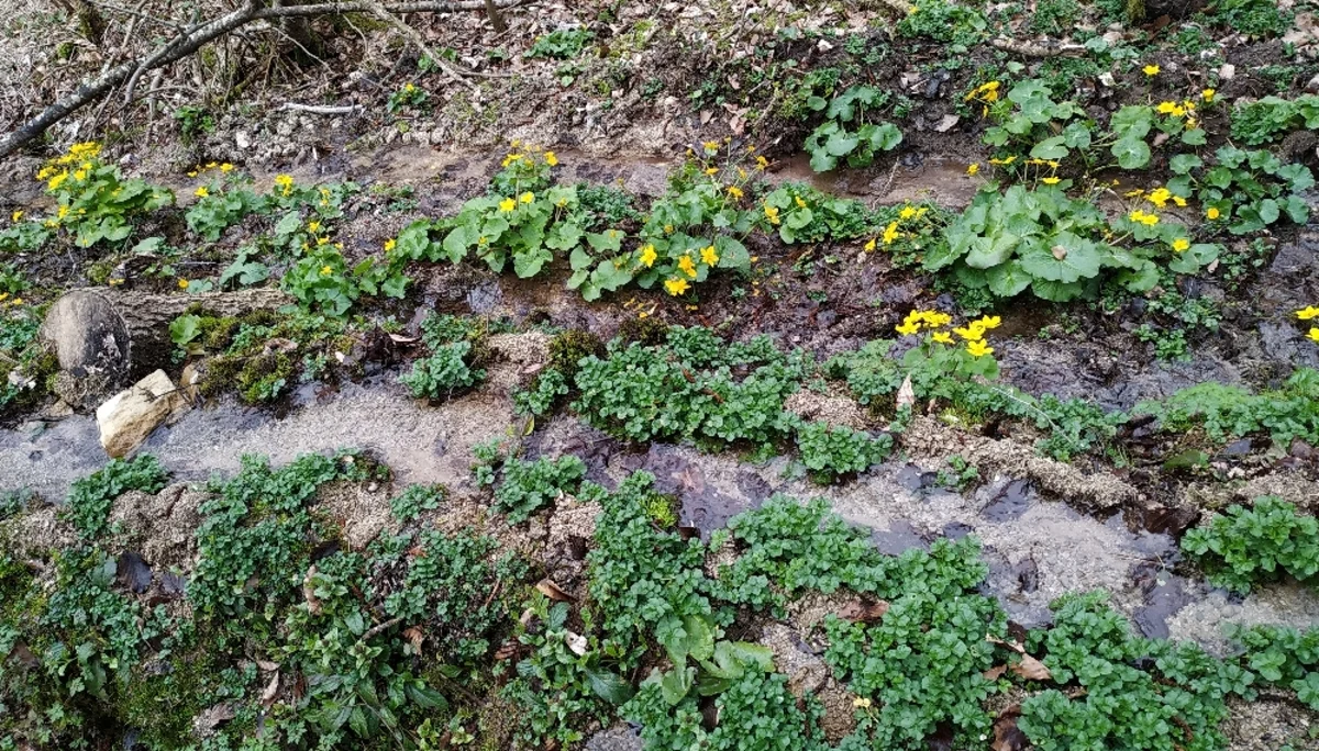 © Copyright: Sektion Treuchtlingen