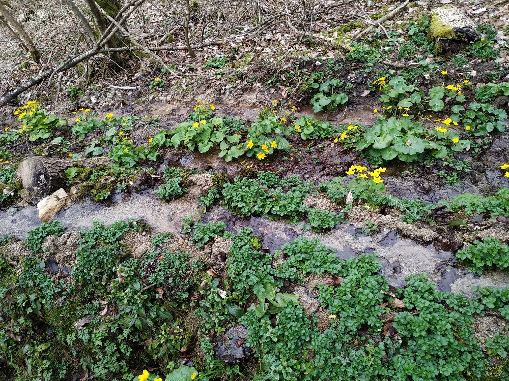 © Copyright: Sektion Treuchtlingen