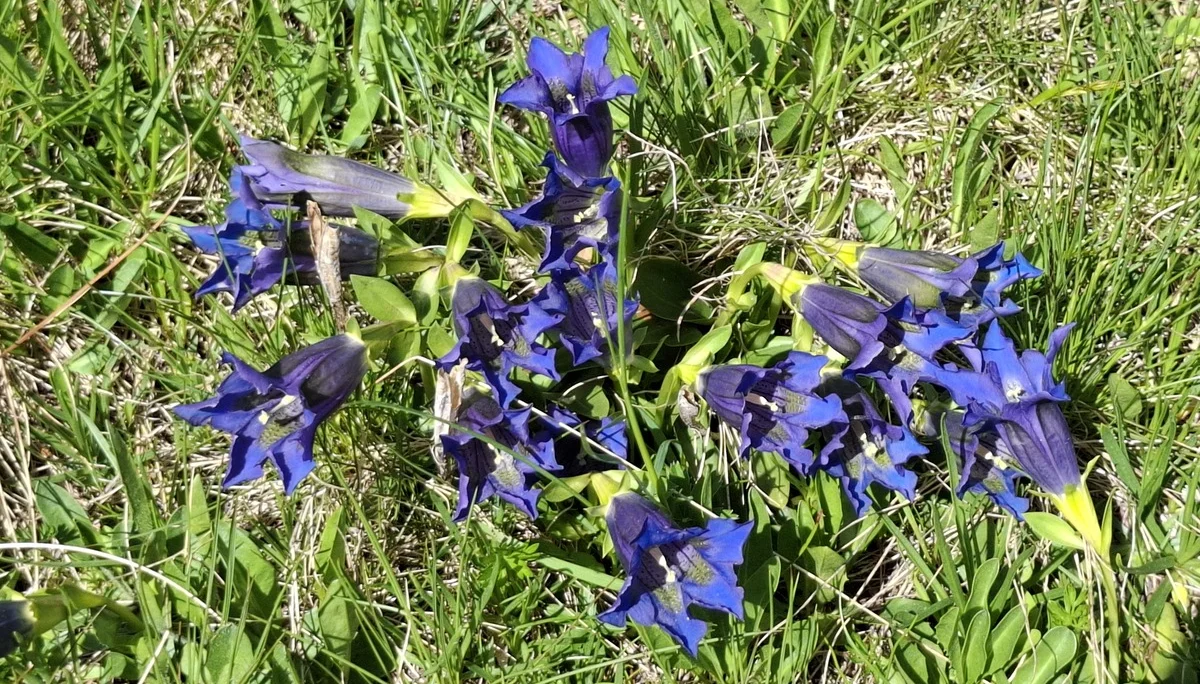 © Copyright: Sektion Treuchtlingen