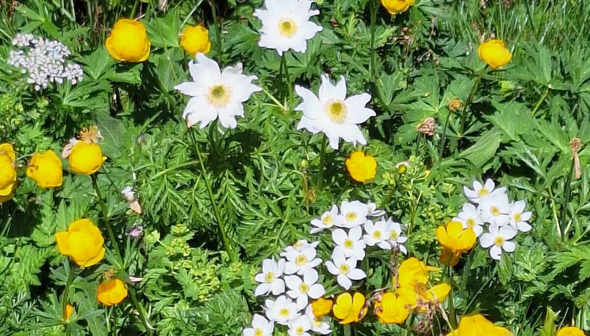 © Copyright: Sektion Treuchtlingen