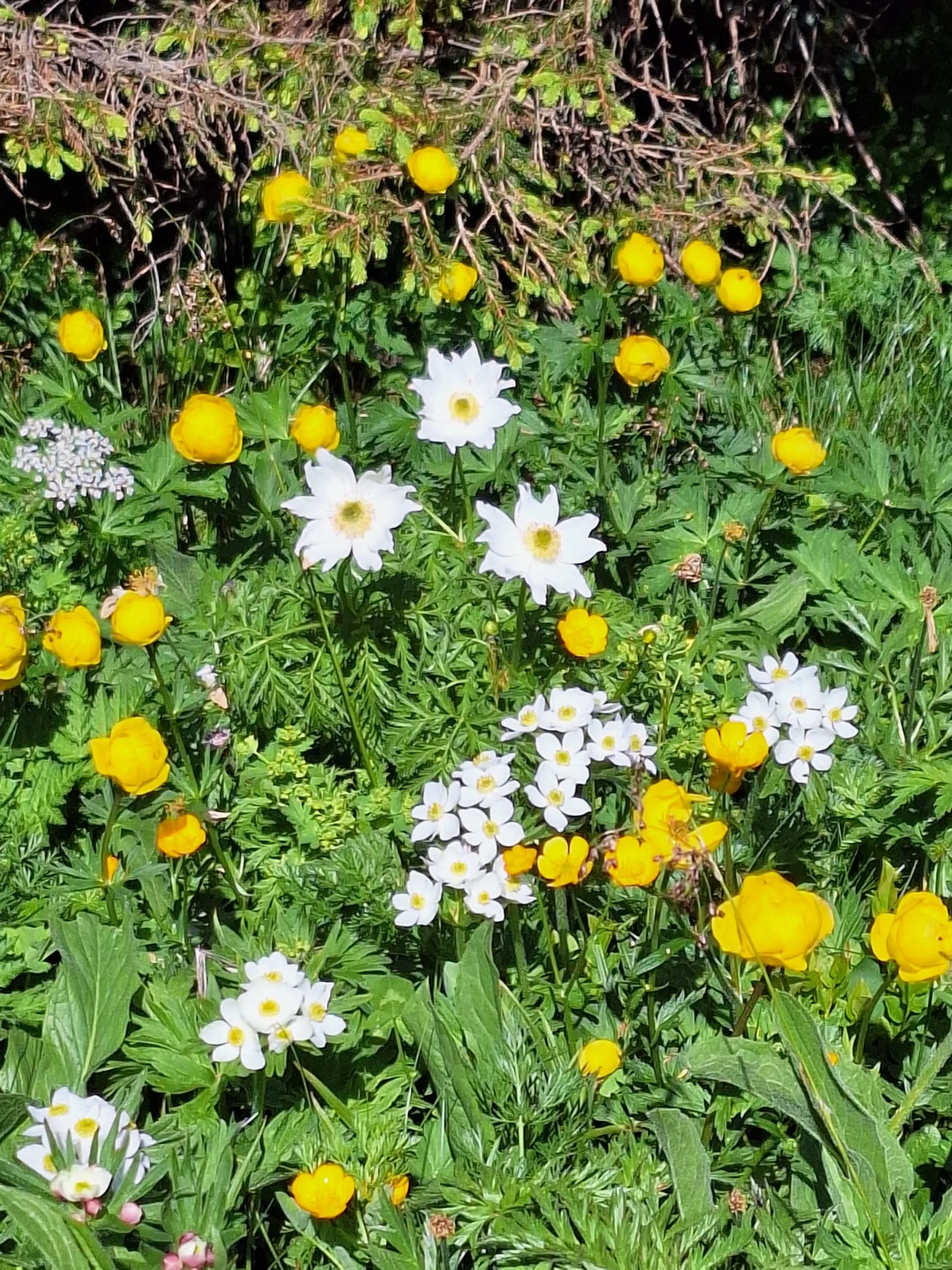 © Copyright: Sektion Treuchtlingen