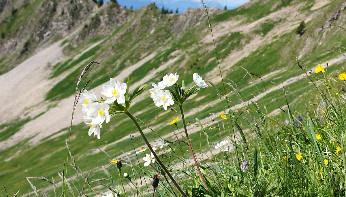 © Copyright: Sektion Treuchtlingen