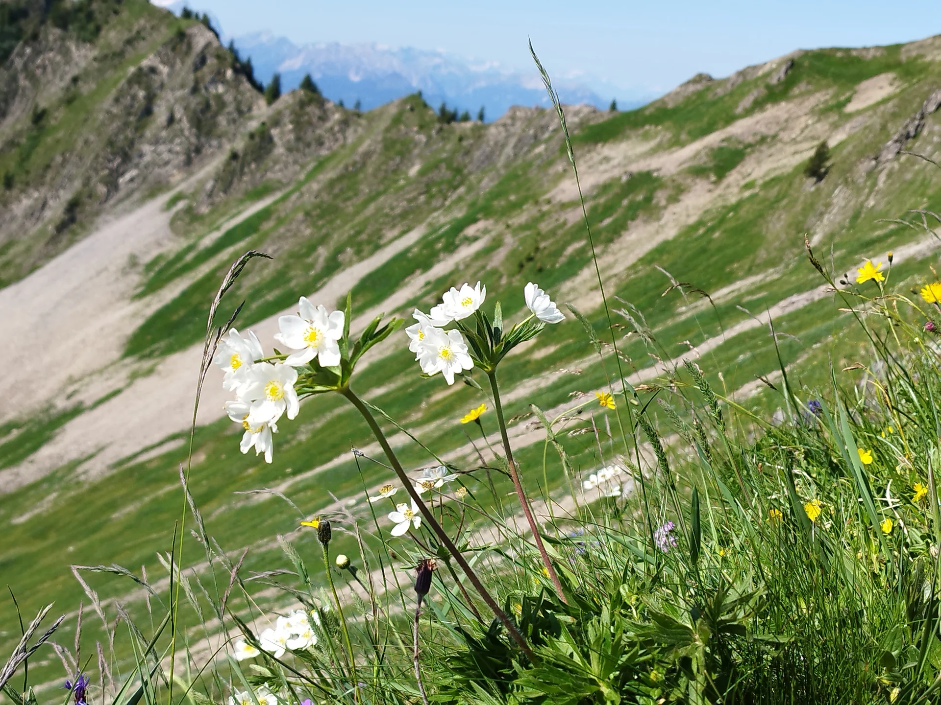 © Copyright: Sektion Treuchtlingen