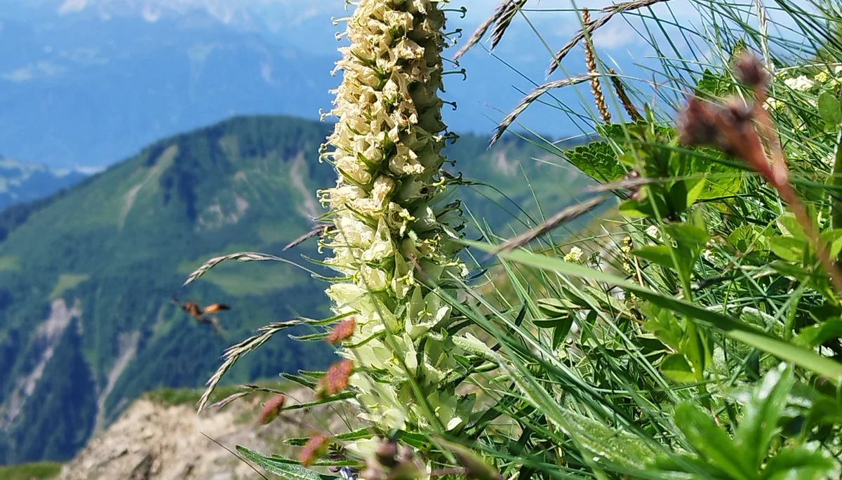 © Copyright: Sektion Treuchtlingen