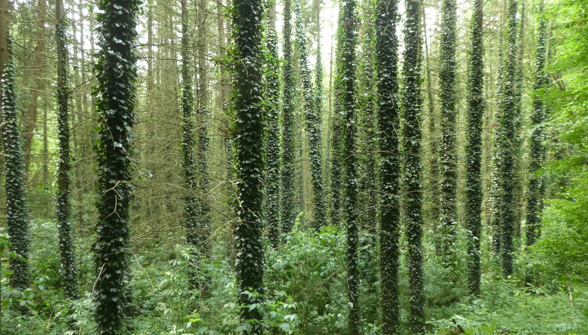 © Copyright: Sektion Treuchtlingen