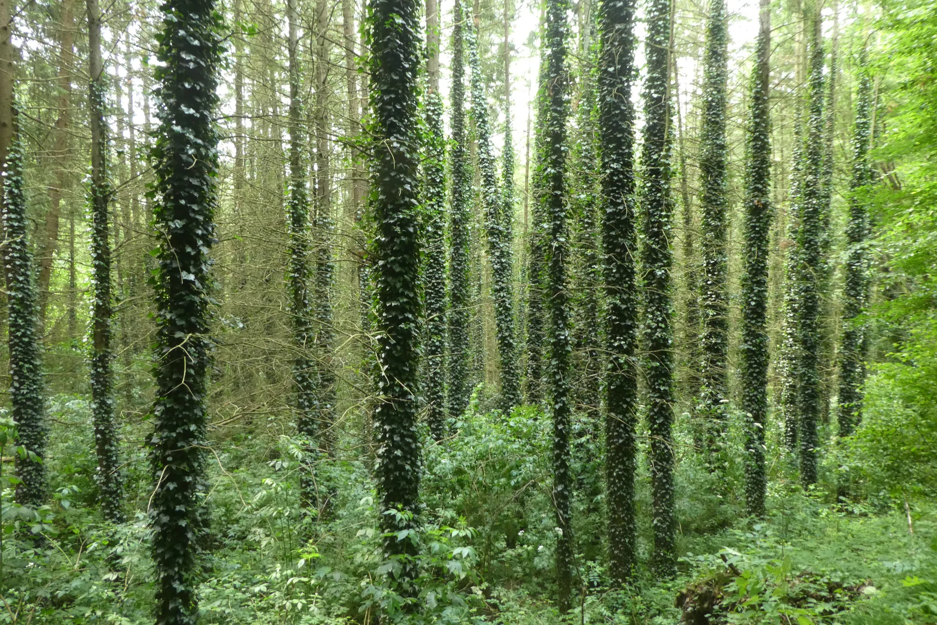 © Copyright: Sektion Treuchtlingen