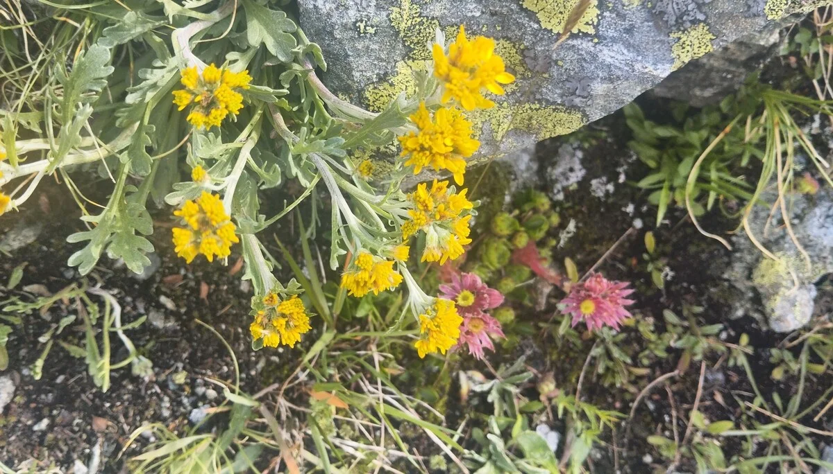 © Copyright: Sektion Treuchtlingen