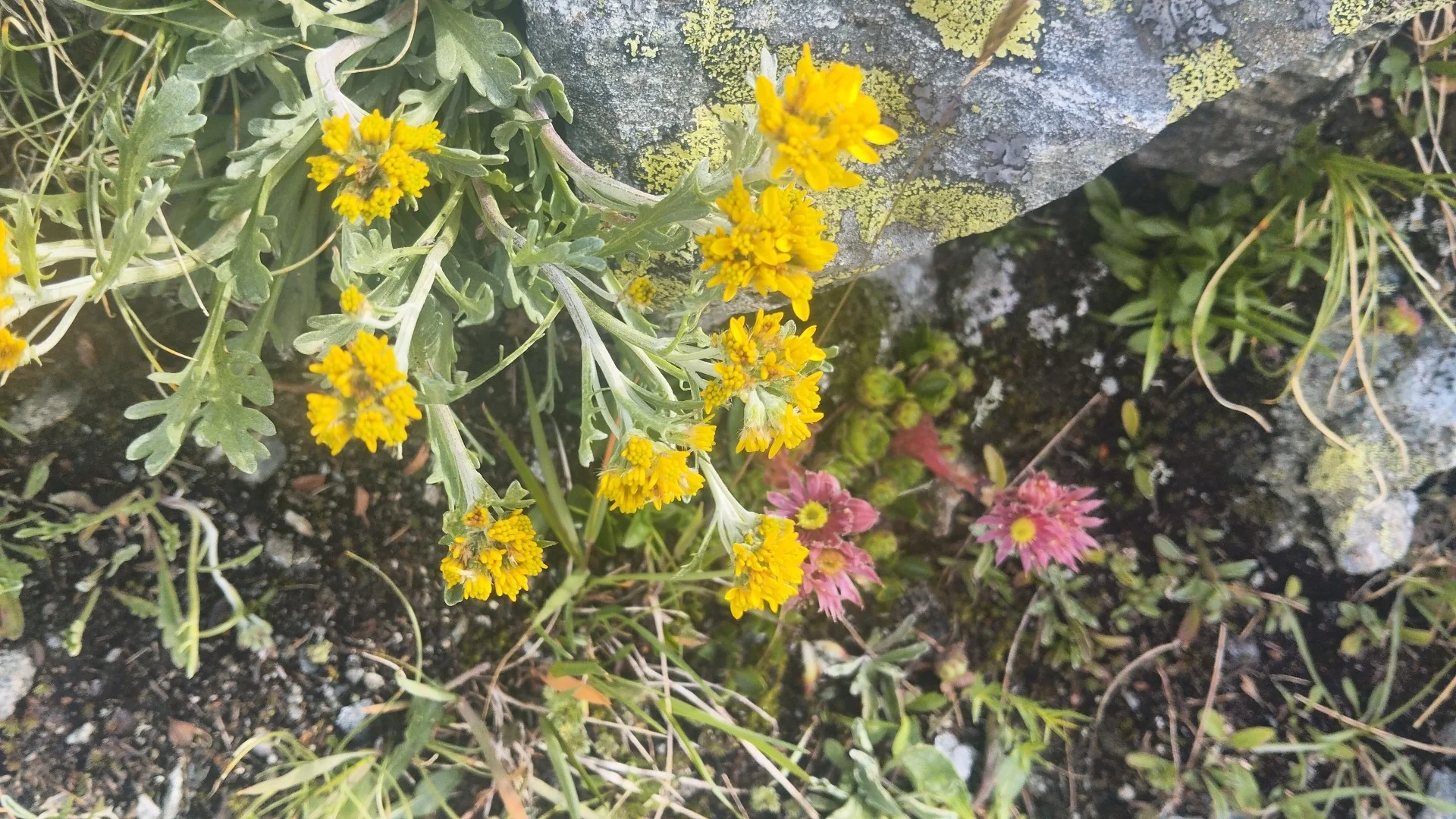 © Copyright: Sektion Treuchtlingen