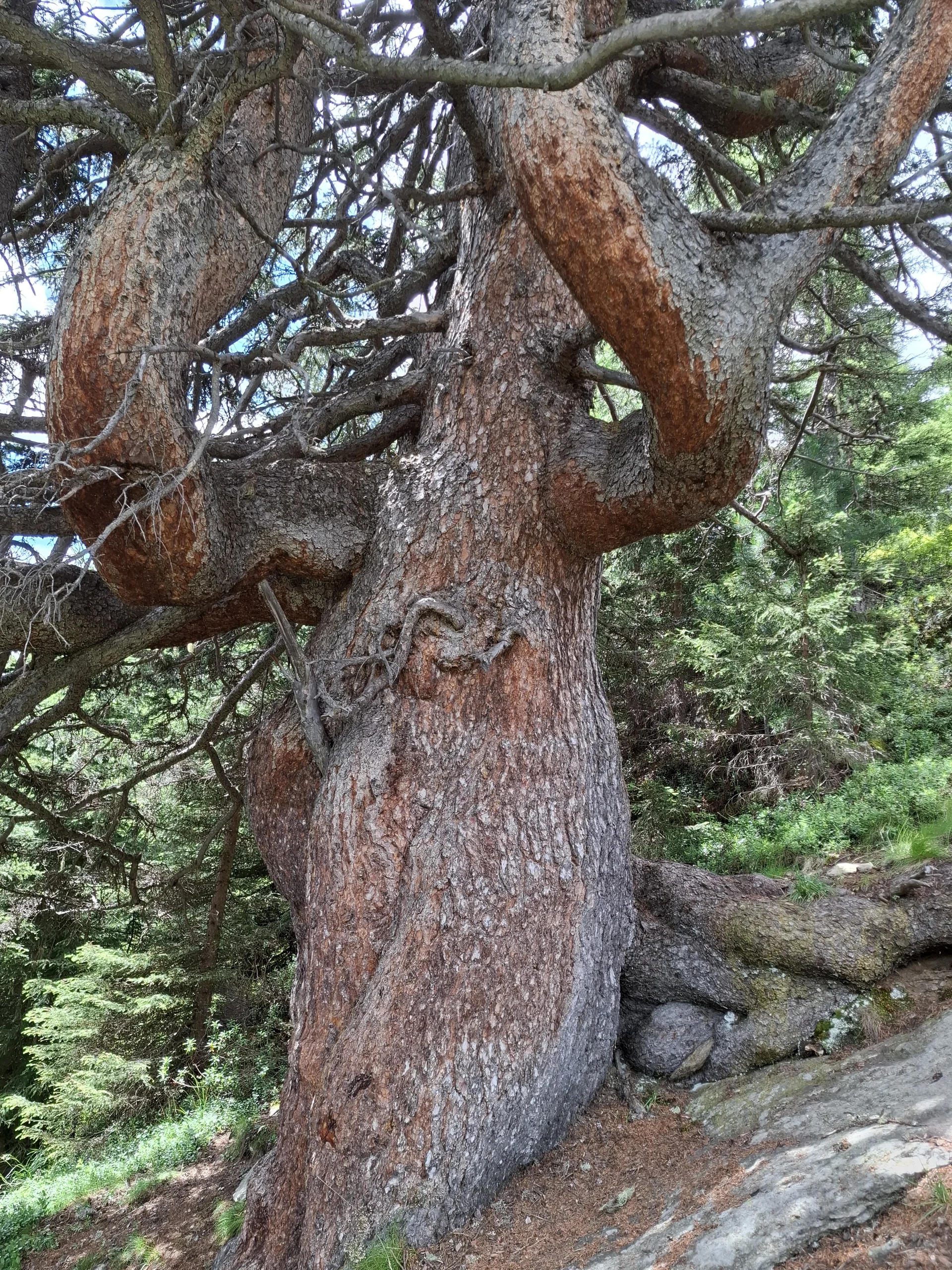 © Copyright: Sektion Treuchtlingen