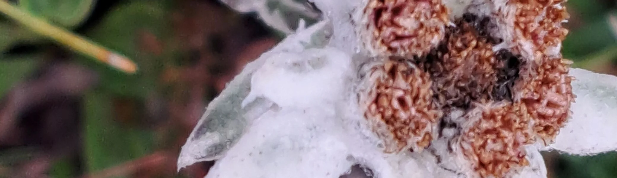 © Copyright: Angie Rosenbauer