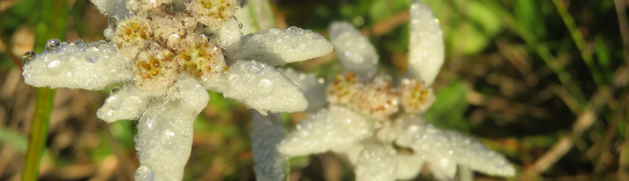 © Copyright: Sektion Treuchtlingen