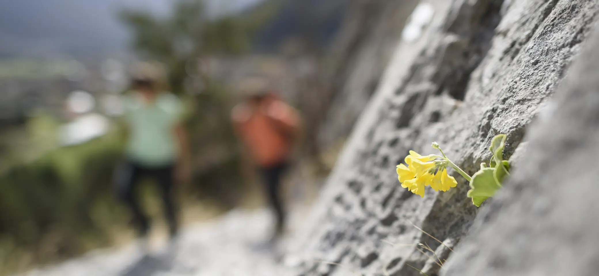 Eine unscharfe Wandergruppe, im Vordergrund eine gelbe Blüte | © DAV/Wolfgang Ehn